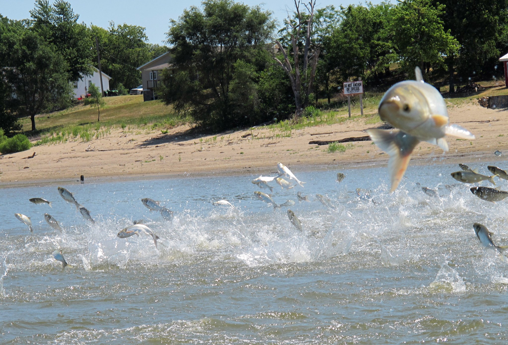 carp, Fish, Cyprinidae Wallpaper