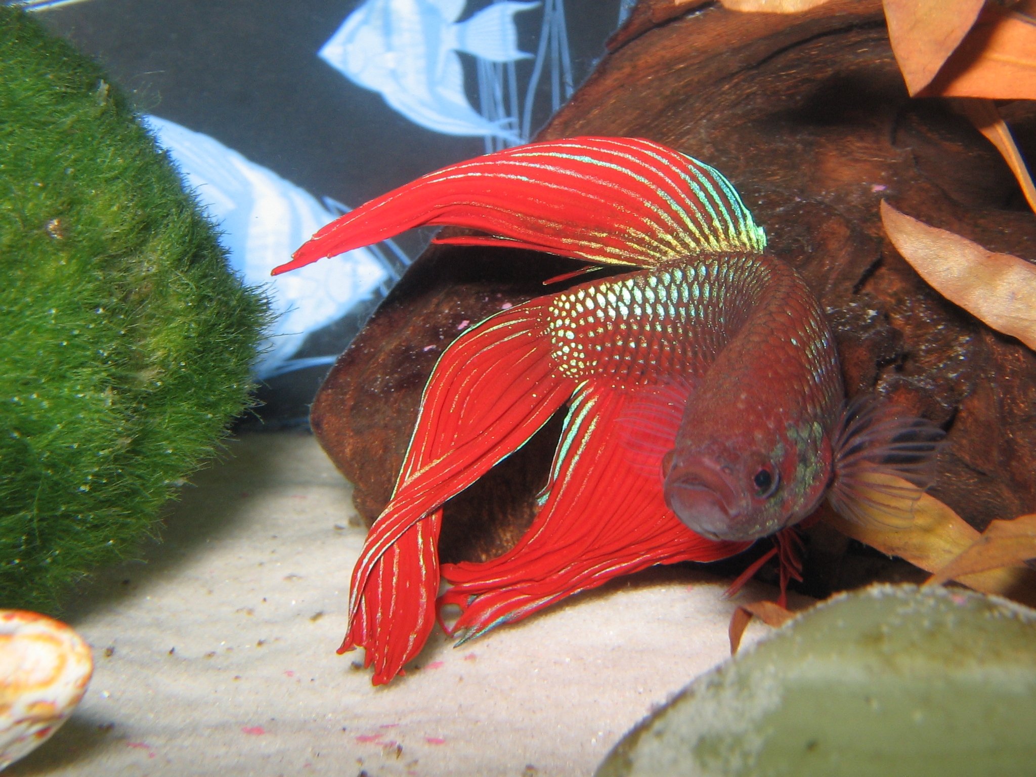 betta, Siamese, Fighting, Fish, Colorful, Tropical Wallpaper