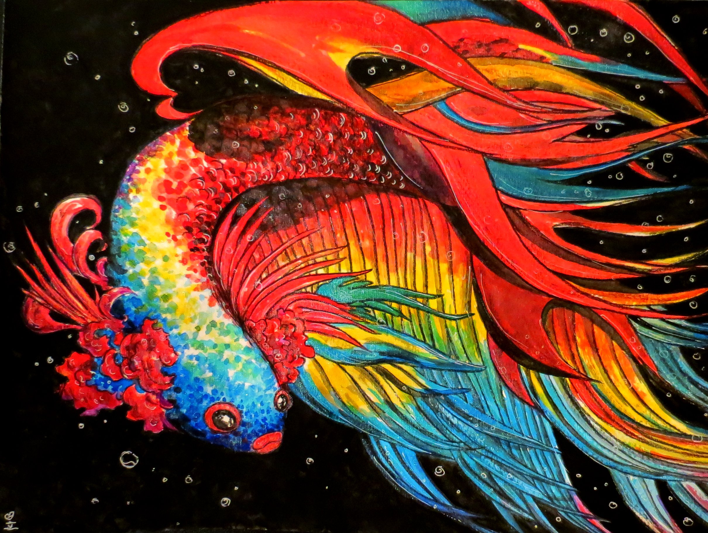 betta, Siamese, Fighting, Fish, Colorful, Tropical Wallpaper