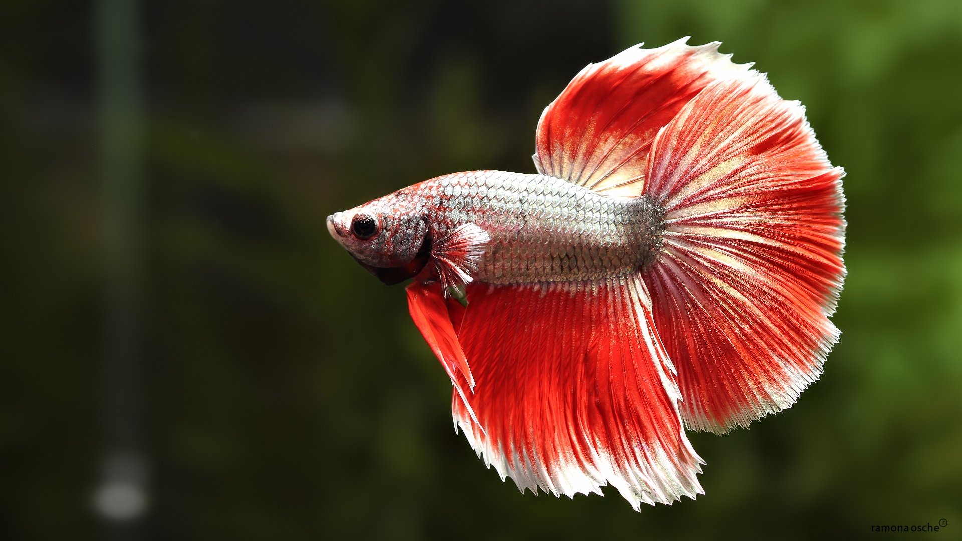 Download hd wallpapers of 519849-betta, Siamese, Fighting, Fish, Colorful, ...