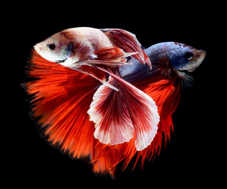betta, Siamese, Fighting, Fish, Colorful, Tropical HD Wallpaper Desktop Background