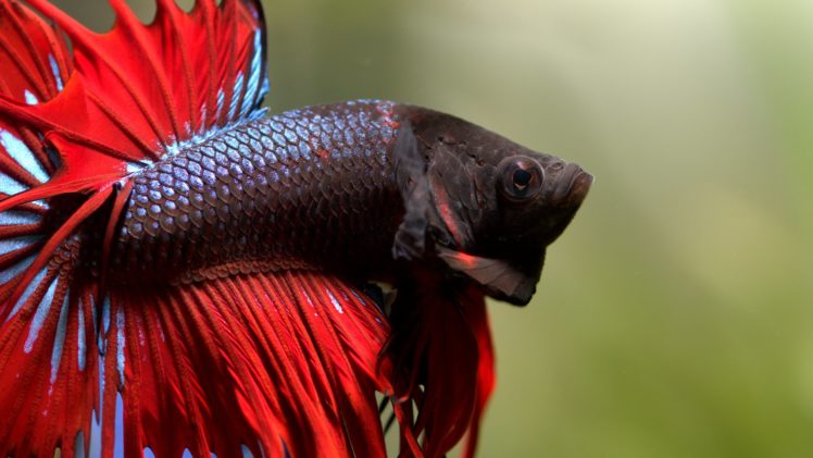 betta, Siamese, Fighting, Fish, Colorful, Tropical HD Wallpaper Desktop Background