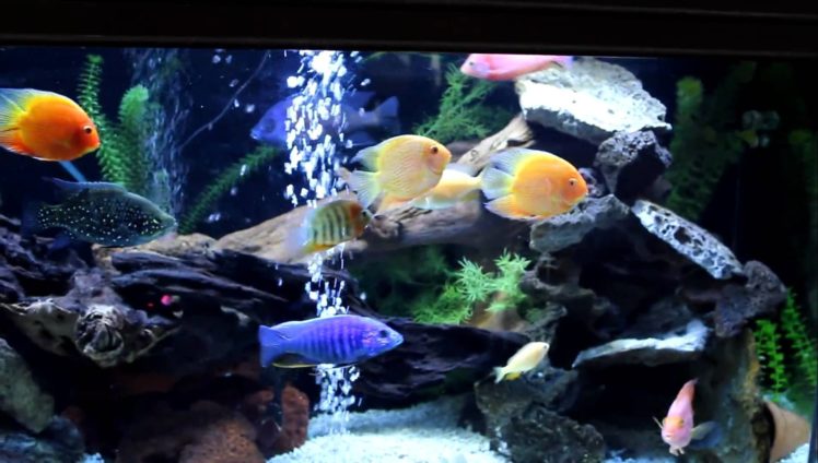 cichlid, Tropical, Fish HD Wallpaper Desktop Background