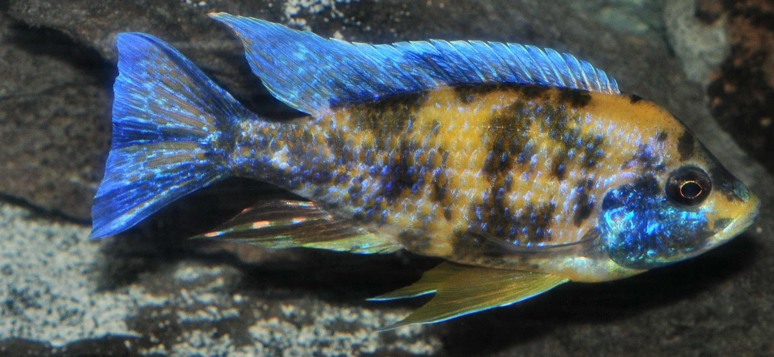 cichlid, Tropical, Fish Wallpaper