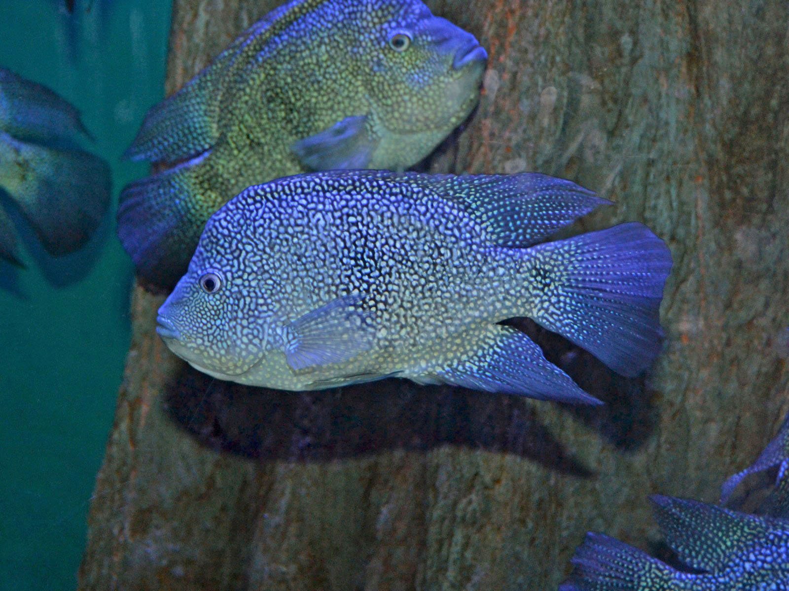 cichlid, Tropical, Fish Wallpaper