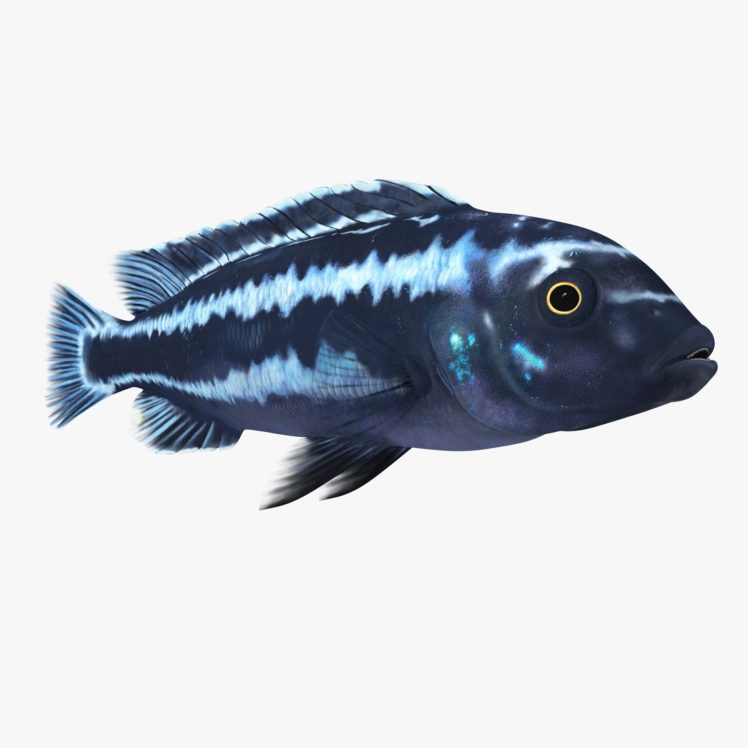 cichlid, Tropical, Fish HD Wallpaper Desktop Background