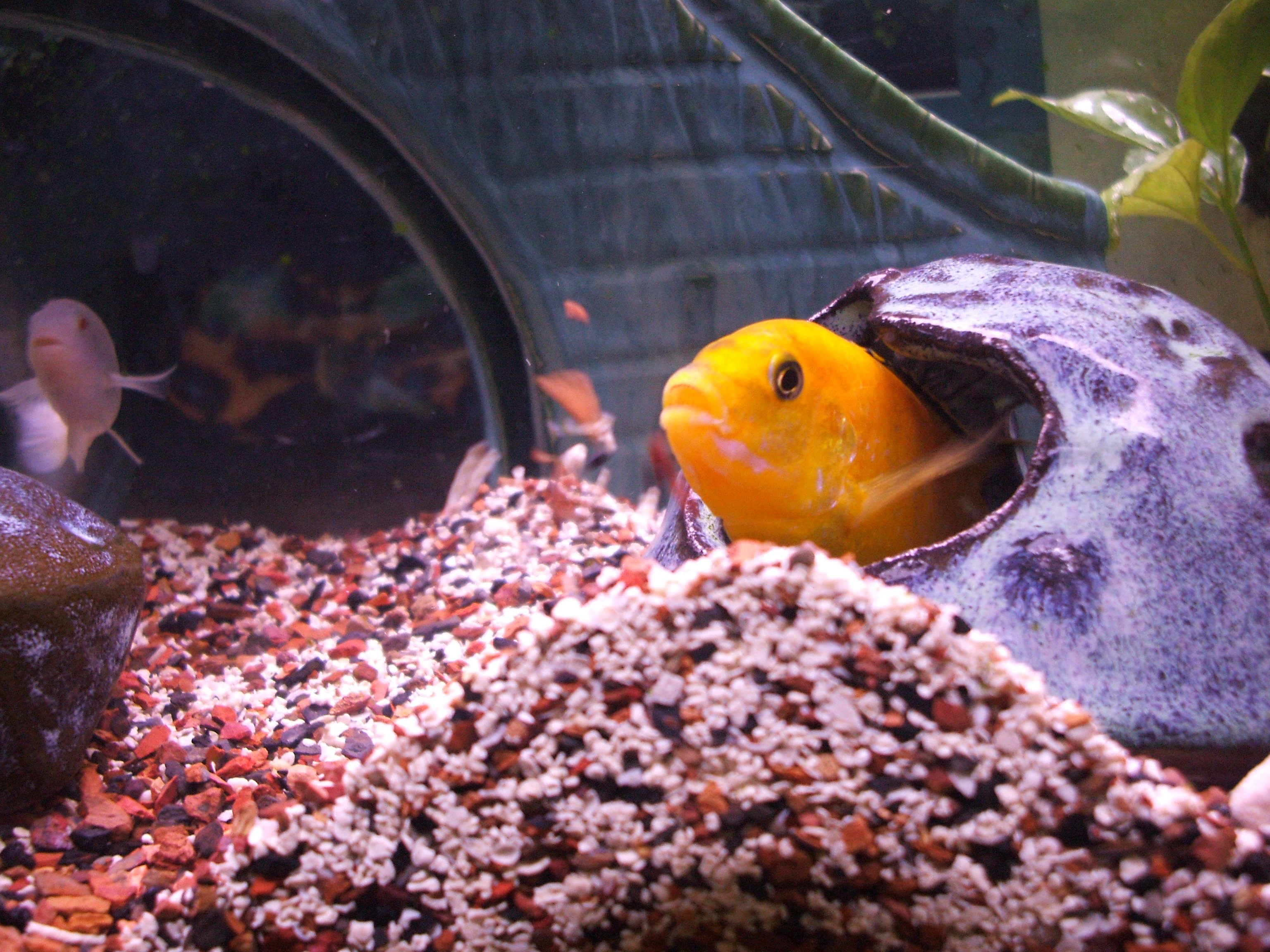  cichlid  Tropical Fish Wallpapers  HD Desktop and Mobile 