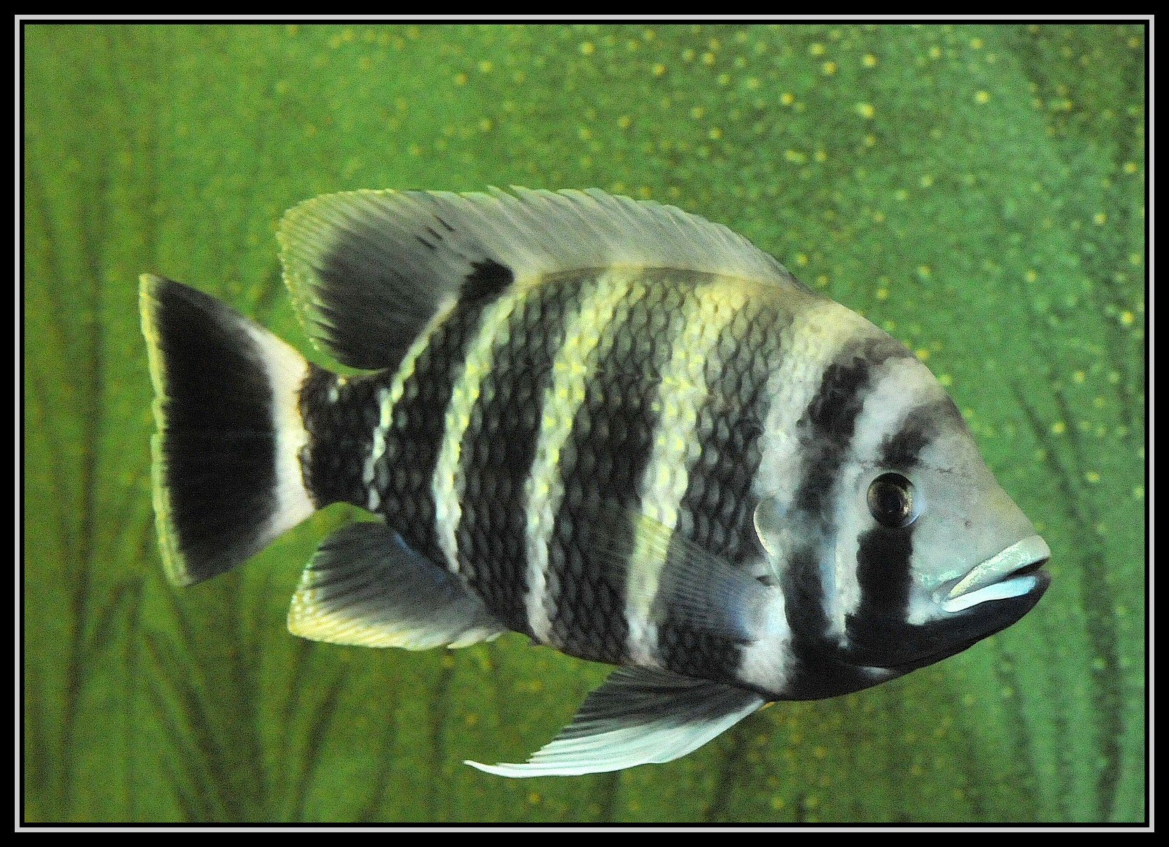 Тиляпия рыбка аквариумная