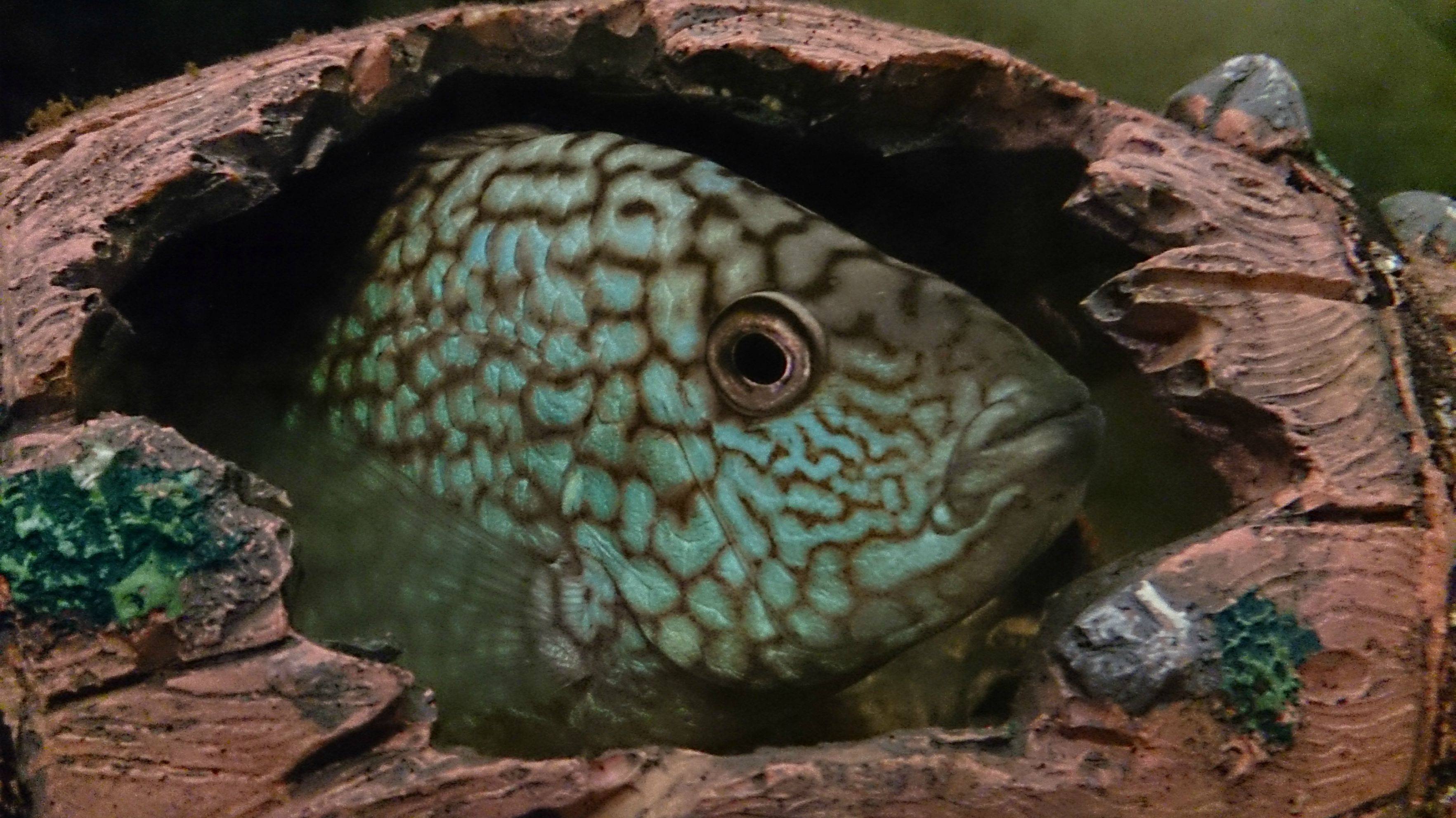 cichlid, Tropical, Fish Wallpaper