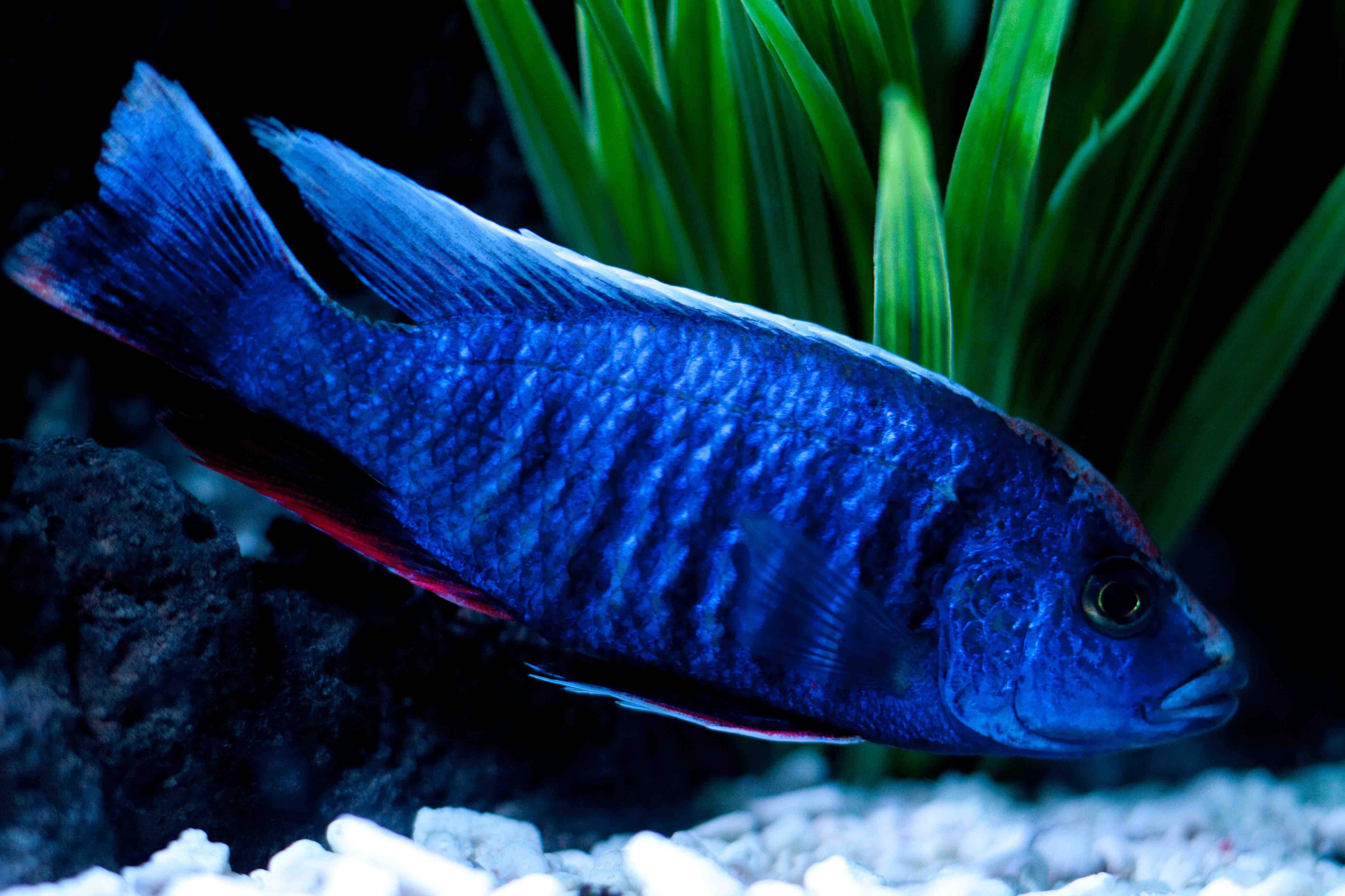 cichlid, Tropical, Fish Wallpaper