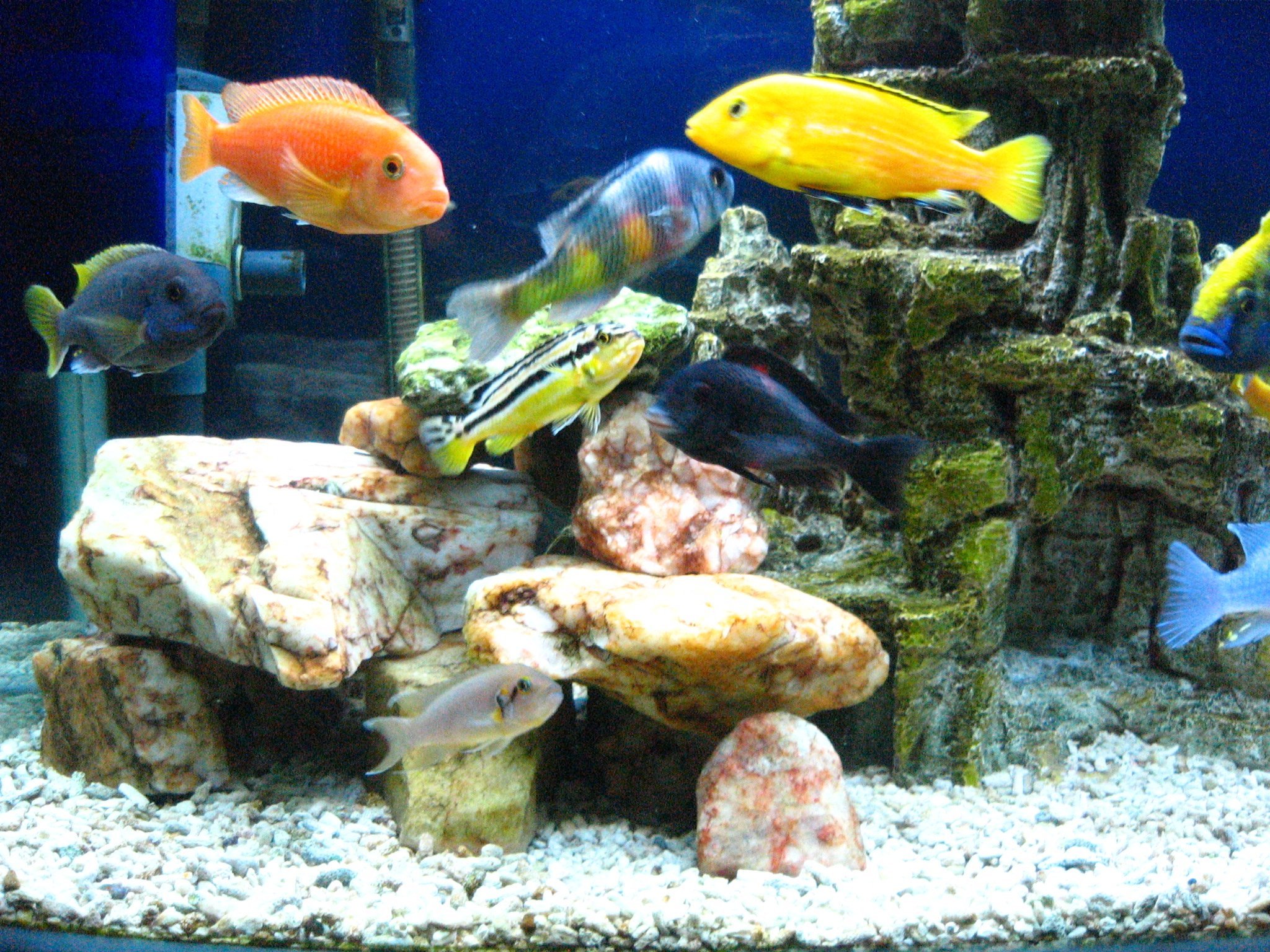 cichlid, Tropical, Fish Wallpaper