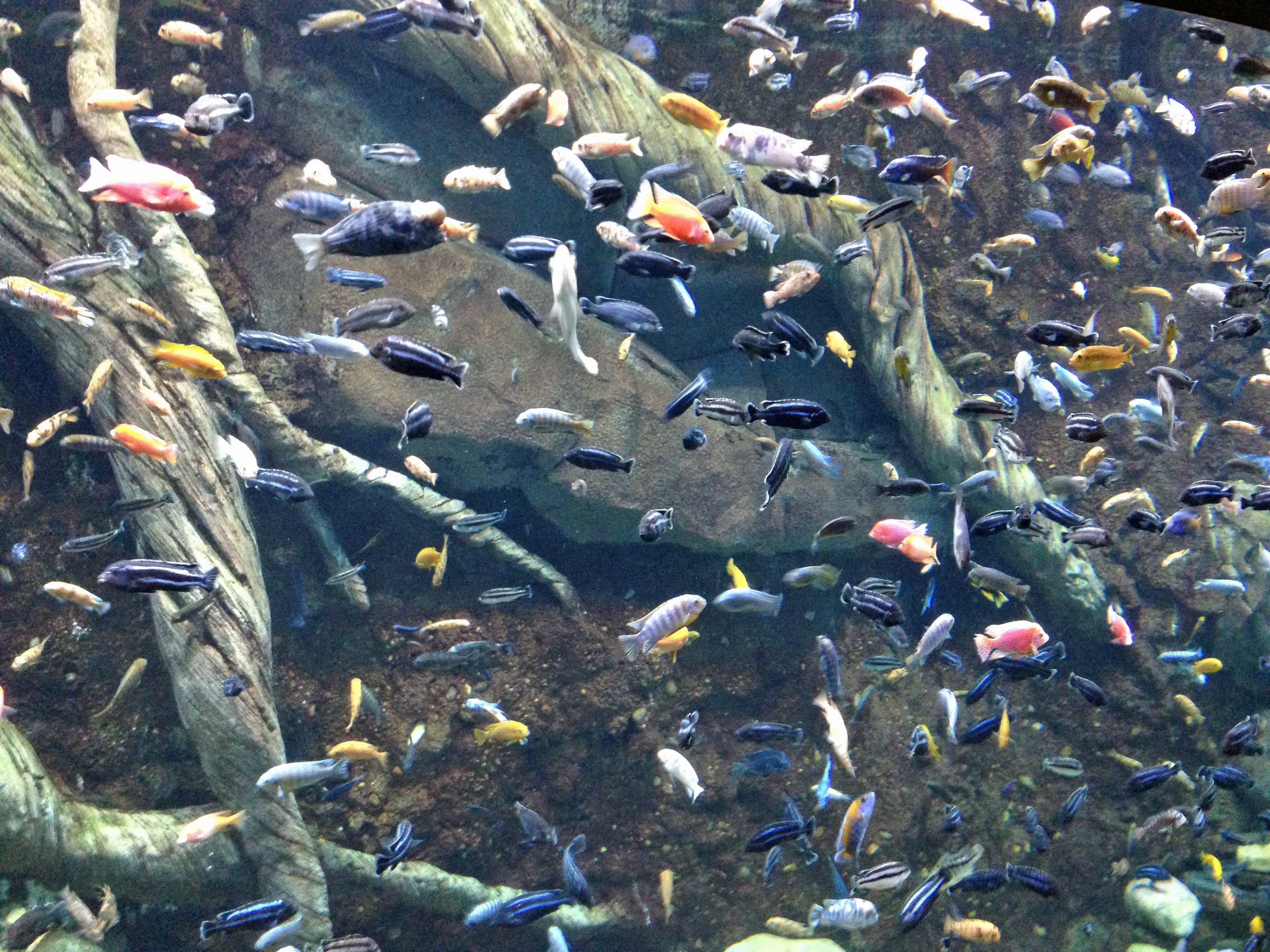 cichlid, Tropical, Fish Wallpaper