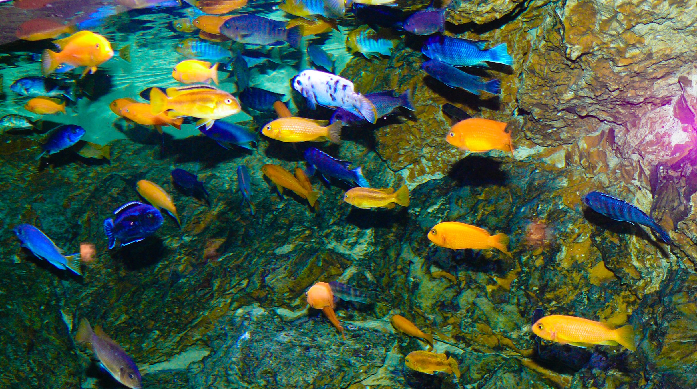 cichlid, Tropical, Fish Wallpaper