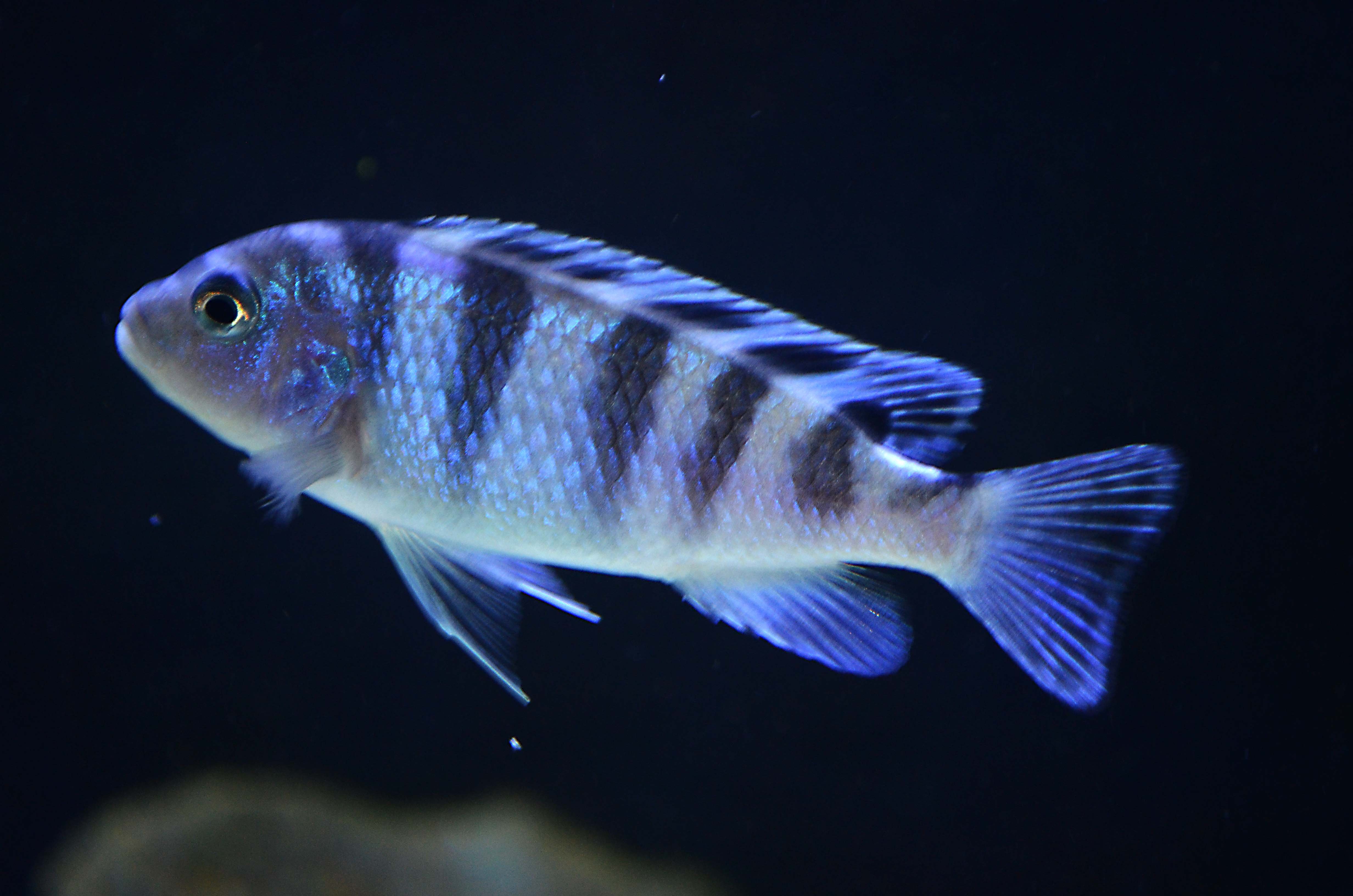 cichlid, Tropical, Fish Wallpaper