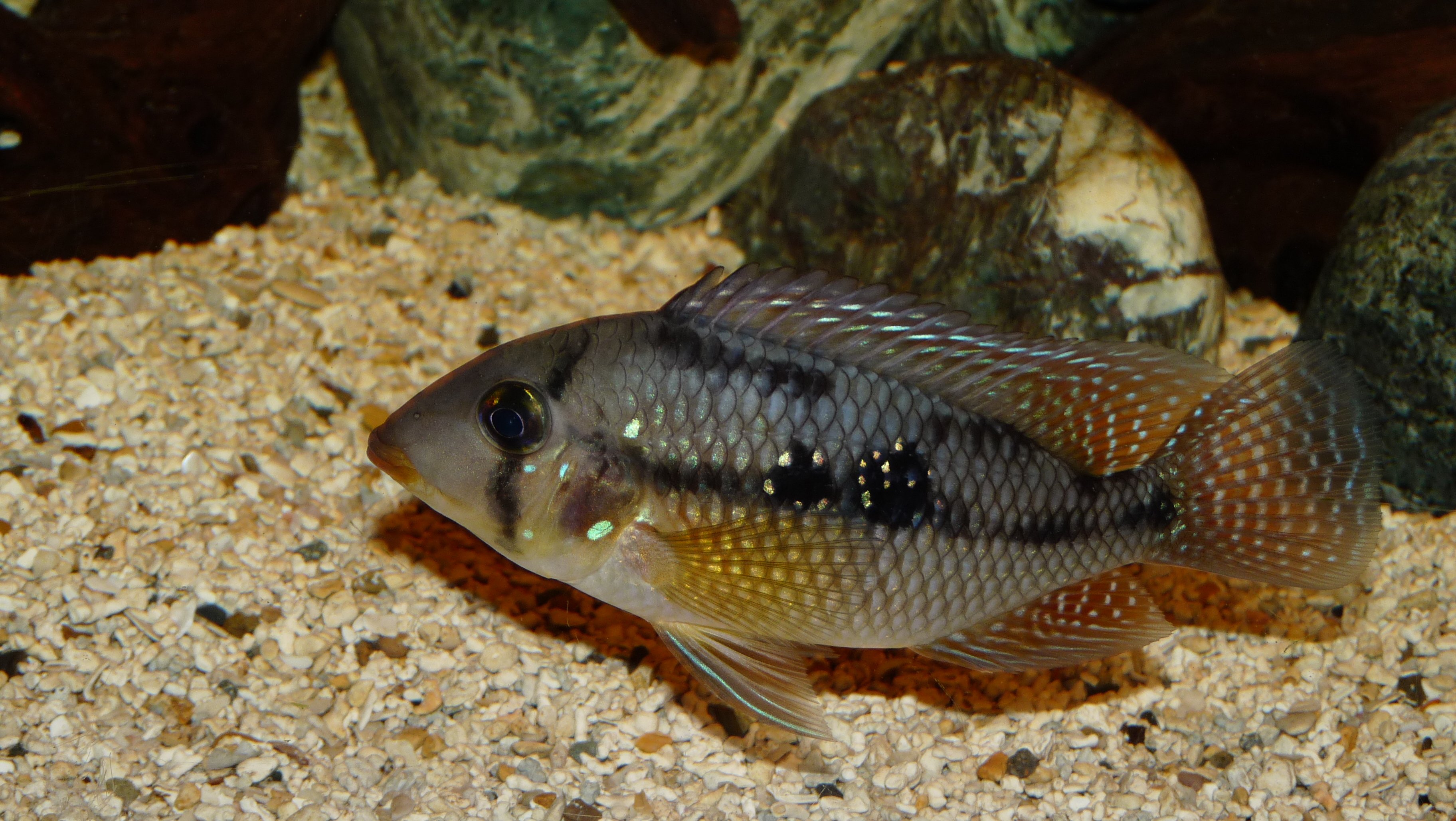 cichlid, Tropical, Fish Wallpaper
