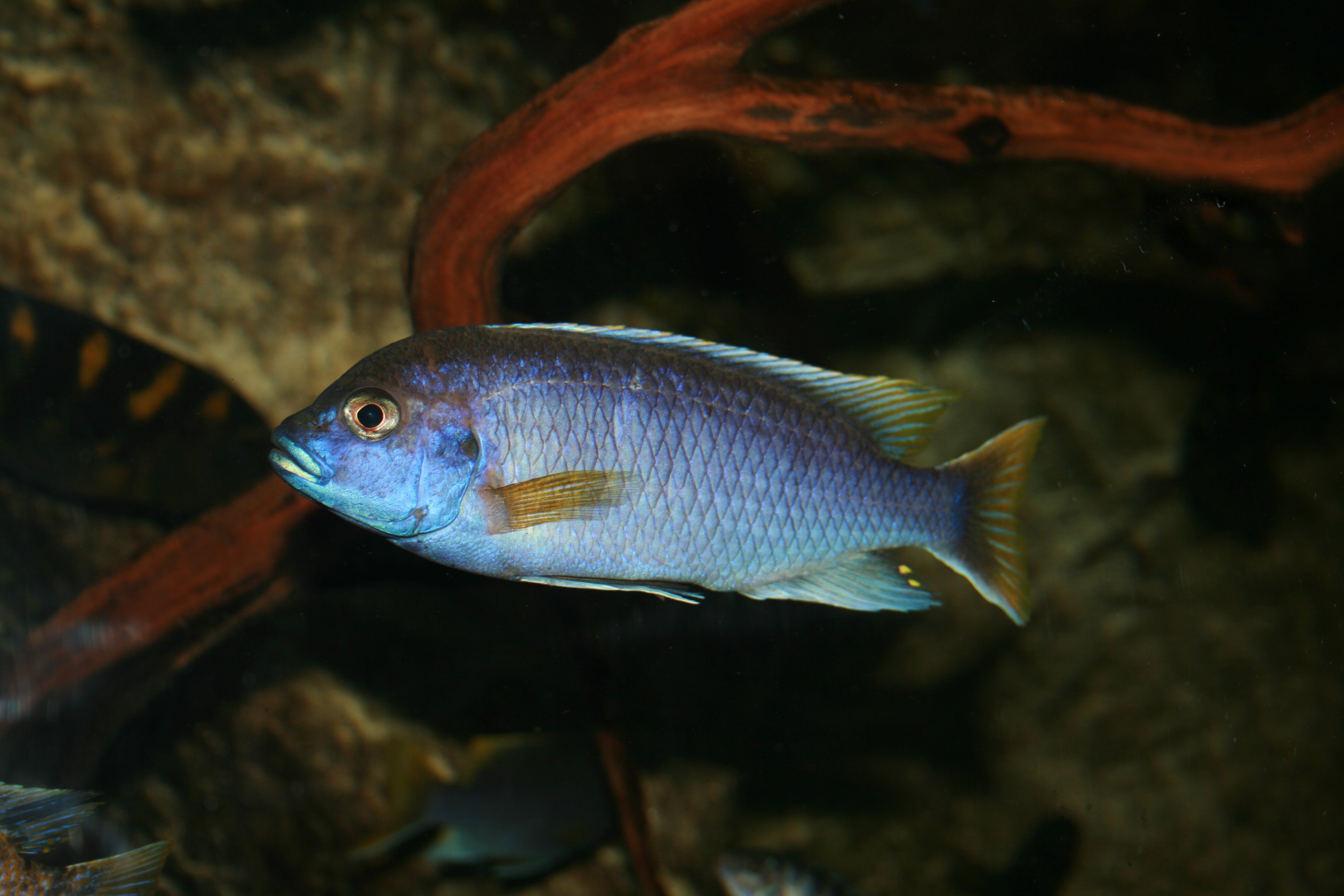 cichlid, Tropical, Fish Wallpaper