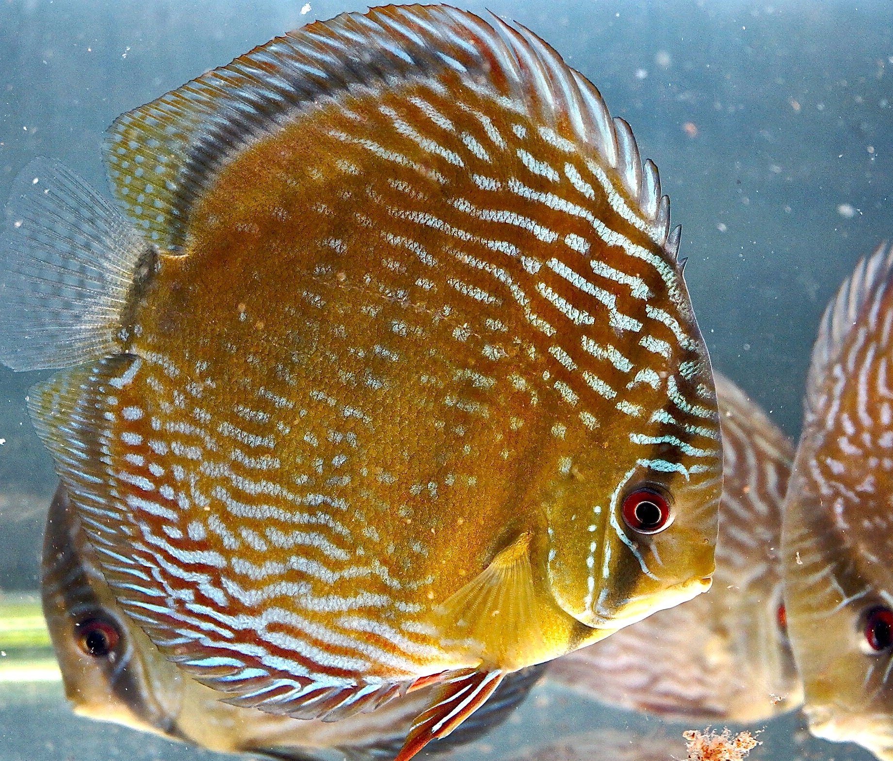 discus, Tropical, Fish Wallpaper