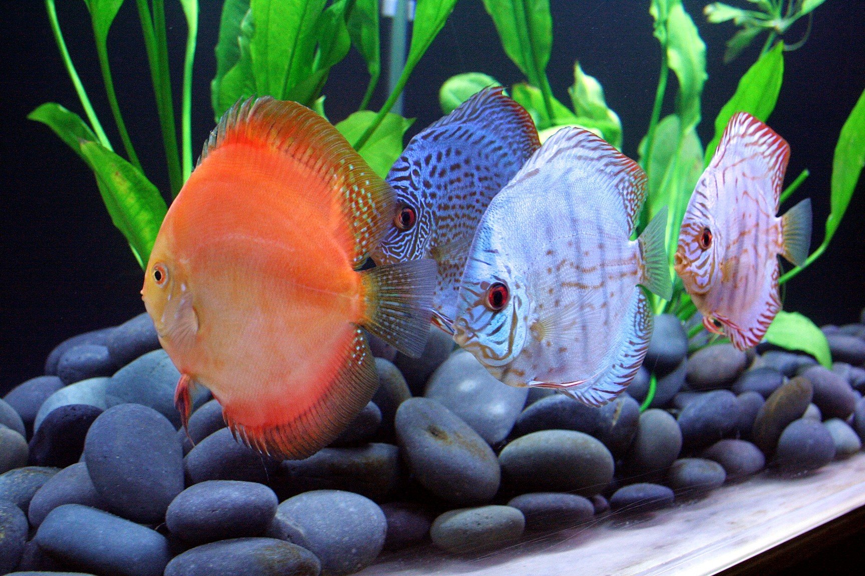 discus, Tropical, Fish Wallpapers HD / Desktop and Mobile Backgrounds