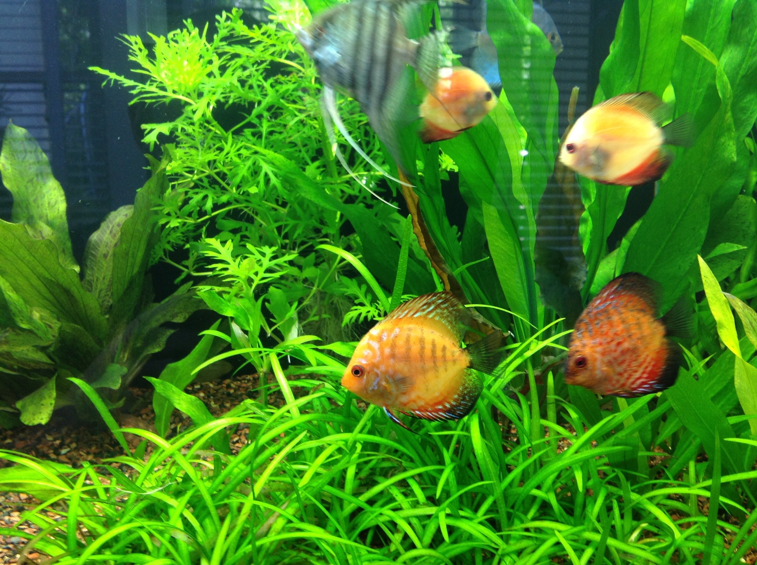 discus, Tropical, Fish Wallpaper