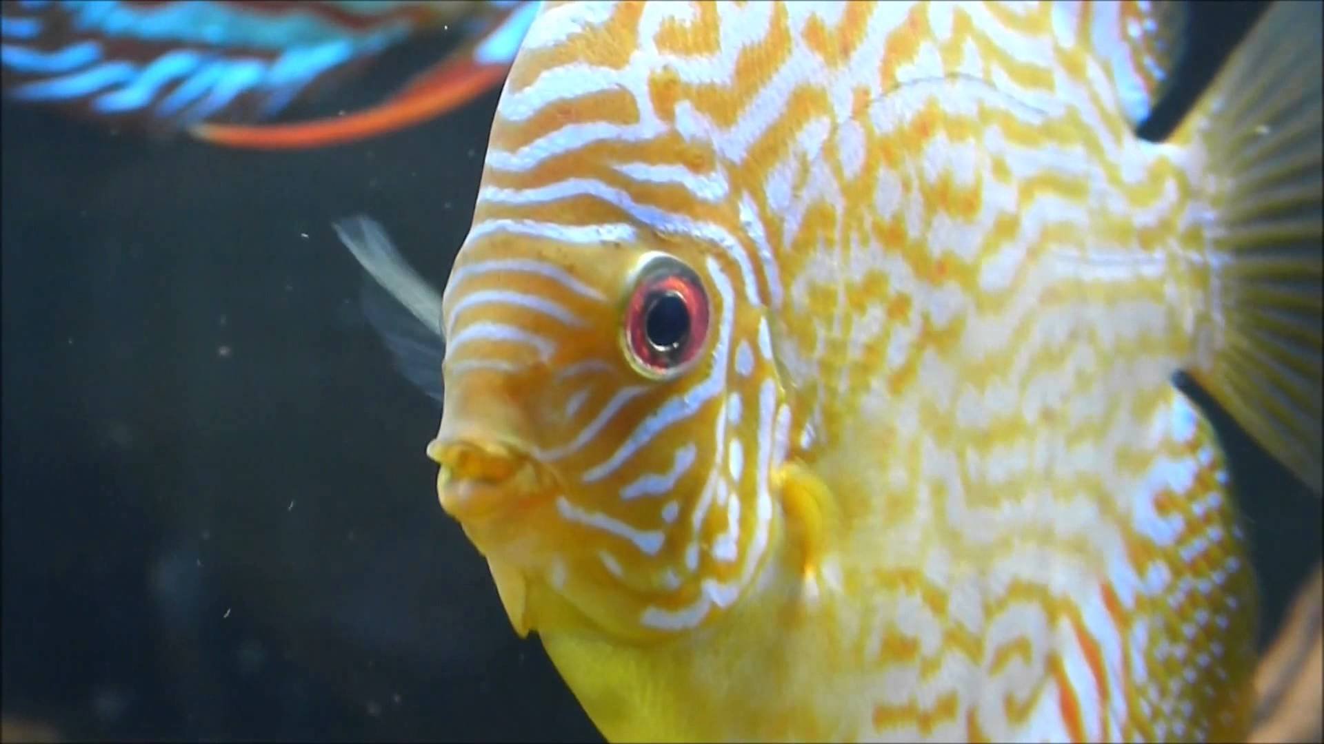 discus, Tropical, Fish Wallpaper