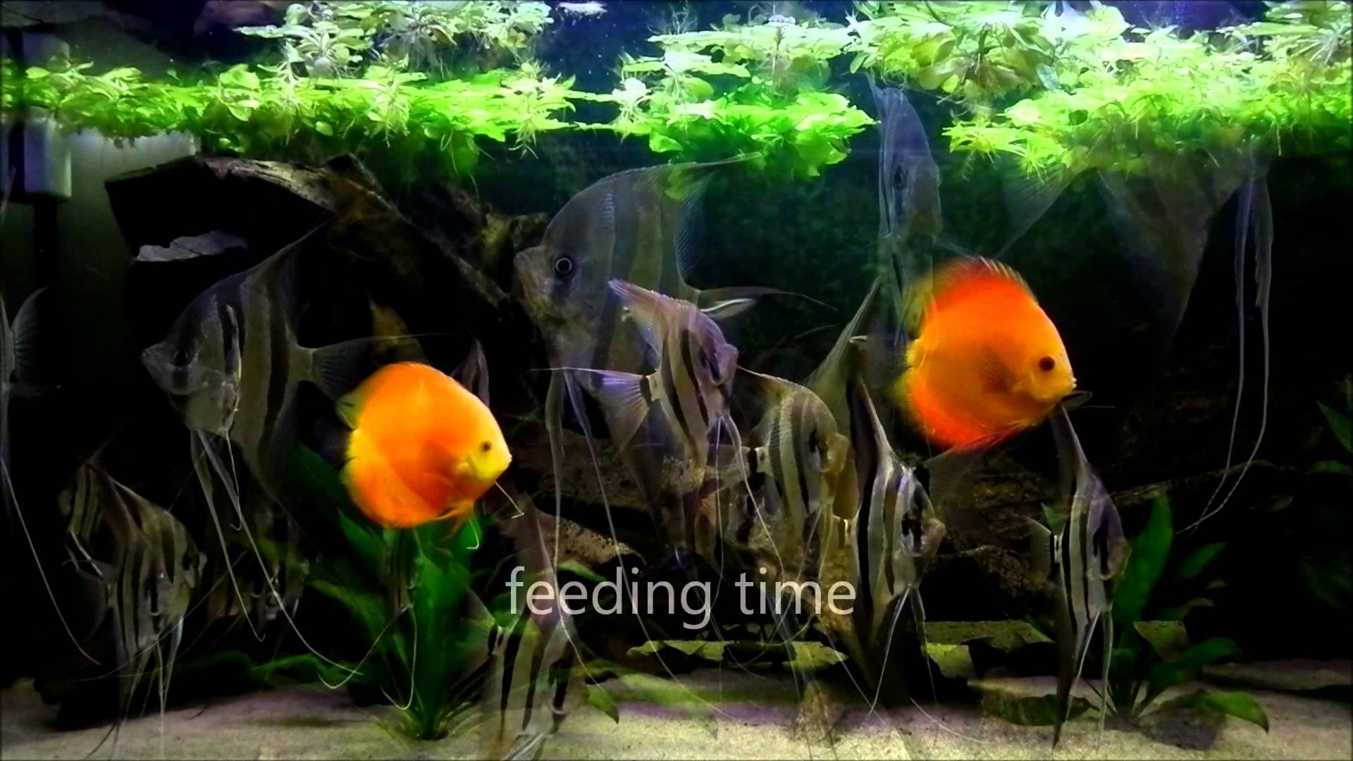 discus, Tropical, Fish Wallpaper