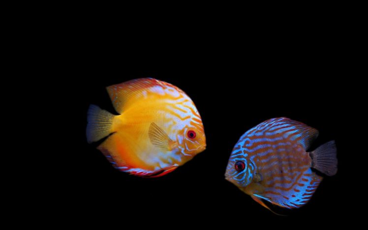 discus, Tropical, Fish HD Wallpaper Desktop Background