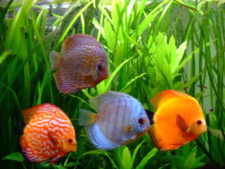 discus, Tropical, Fish HD Wallpaper Desktop Background