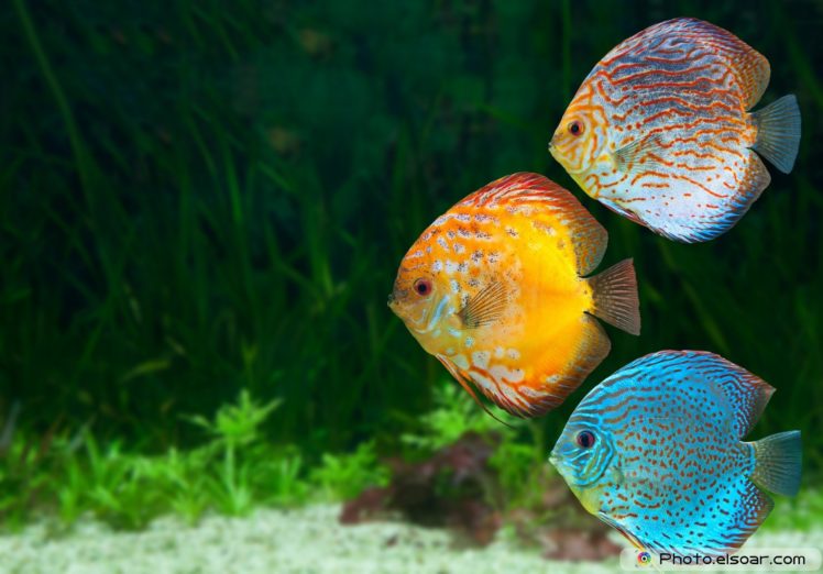 discus, Tropical, Fish HD Wallpaper Desktop Background