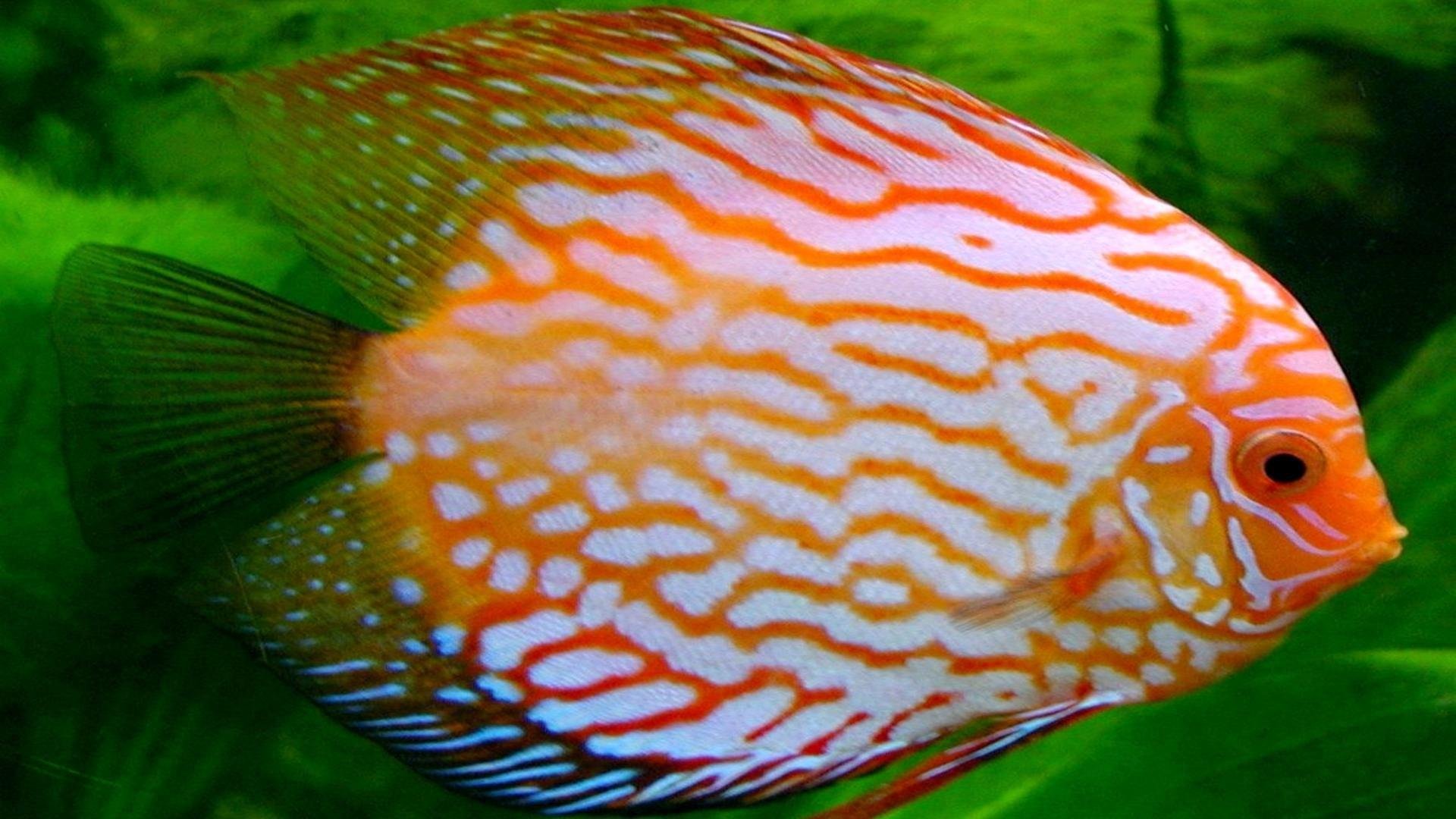 discus, Tropical, Fish Wallpapers HD / Desktop and Mobile Backgrounds