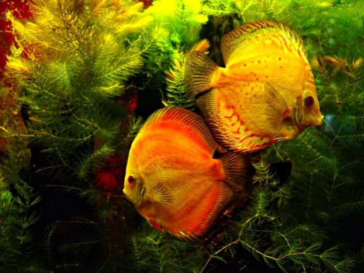 discus, Tropical, Fish HD Wallpaper Desktop Background