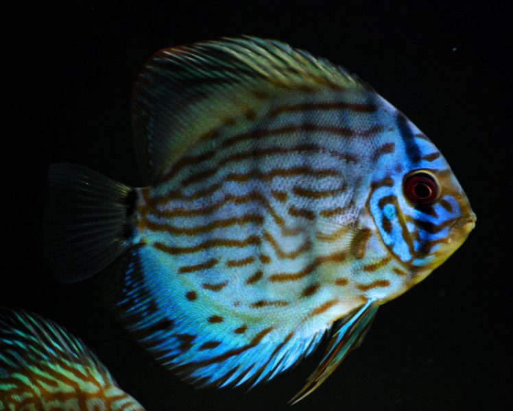 discus, Tropical, Fish HD Wallpaper Desktop Background