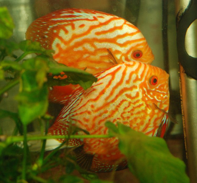 discus, Tropical, Fish HD Wallpaper Desktop Background