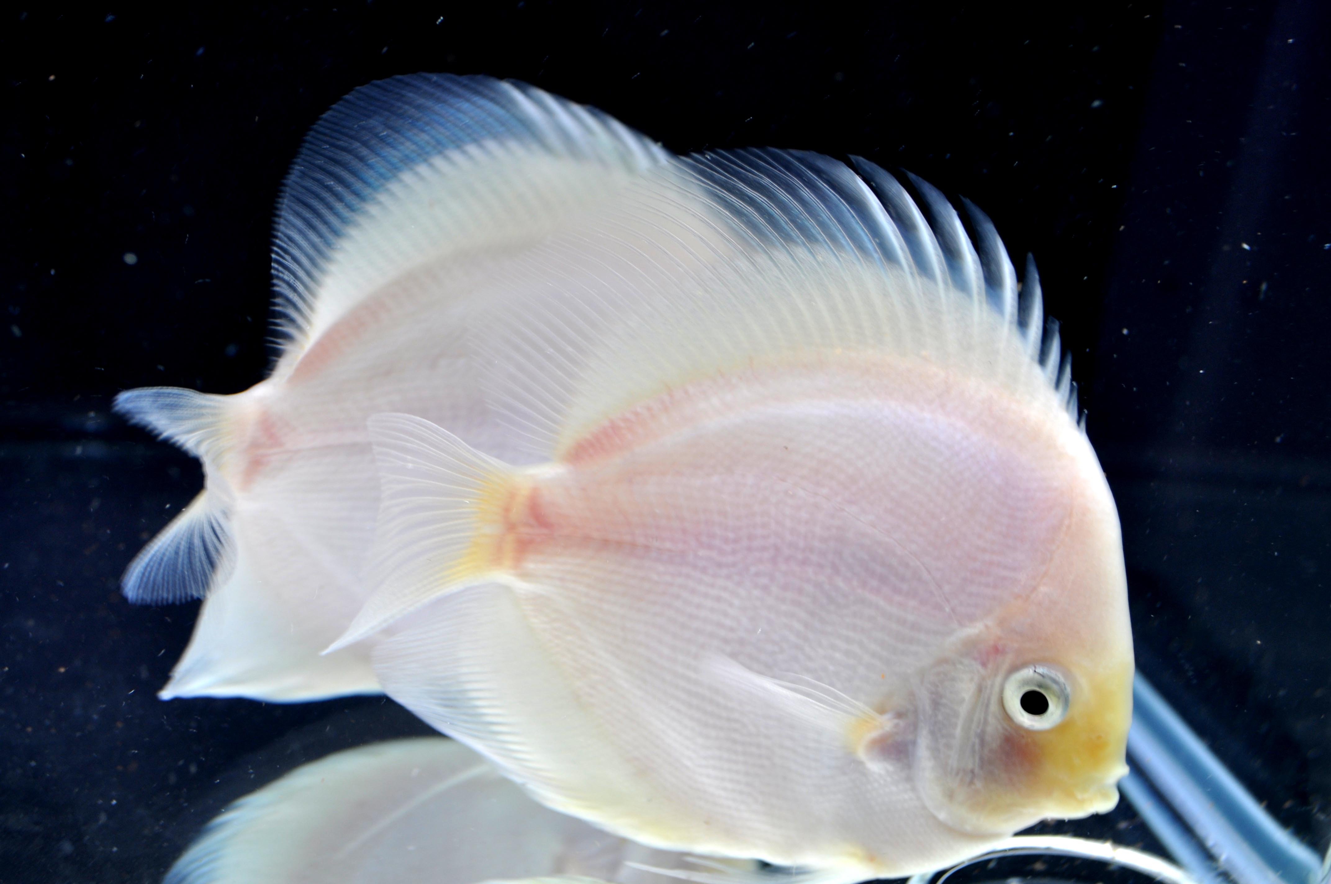 discus, Tropical, Fish Wallpaper