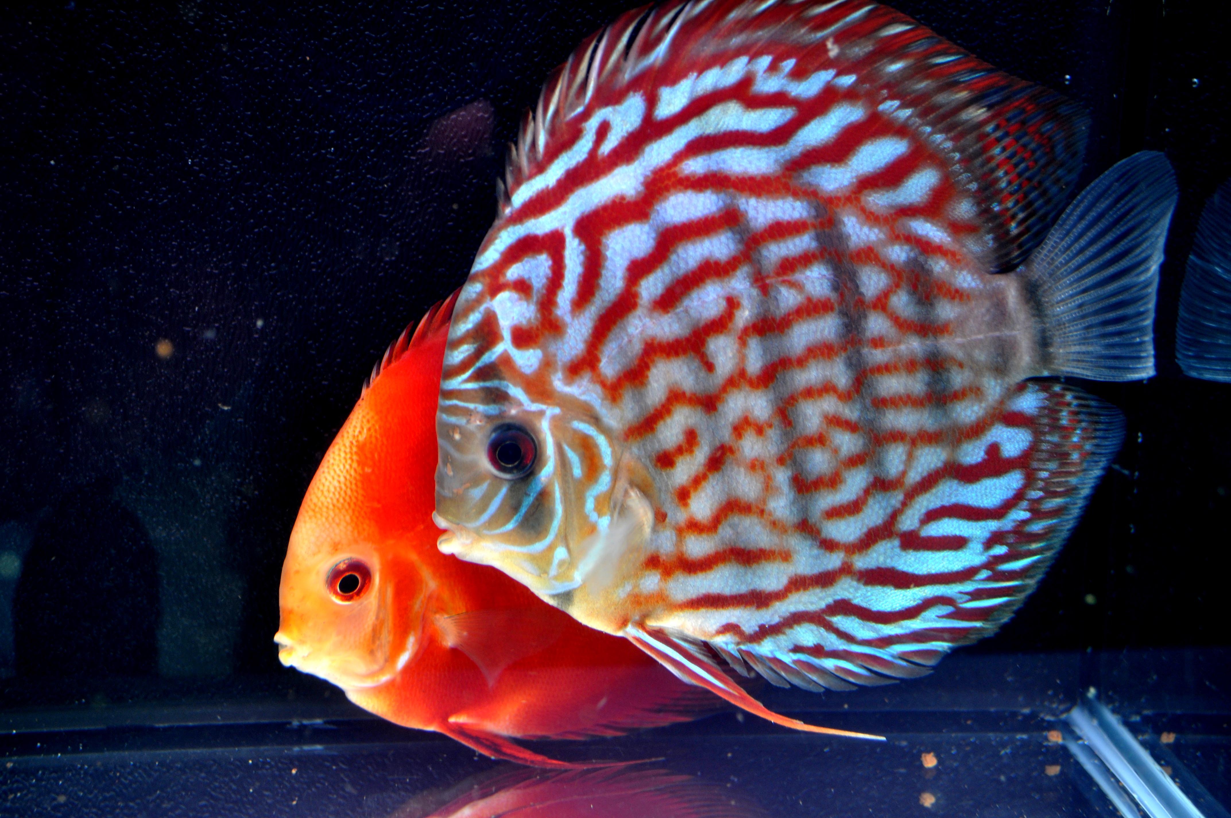discus fish tank hd