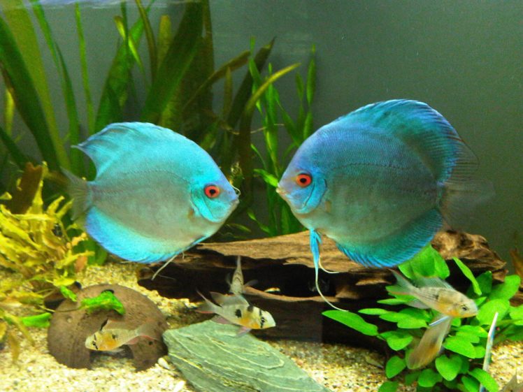 discus, Tropical, Fish HD Wallpaper Desktop Background