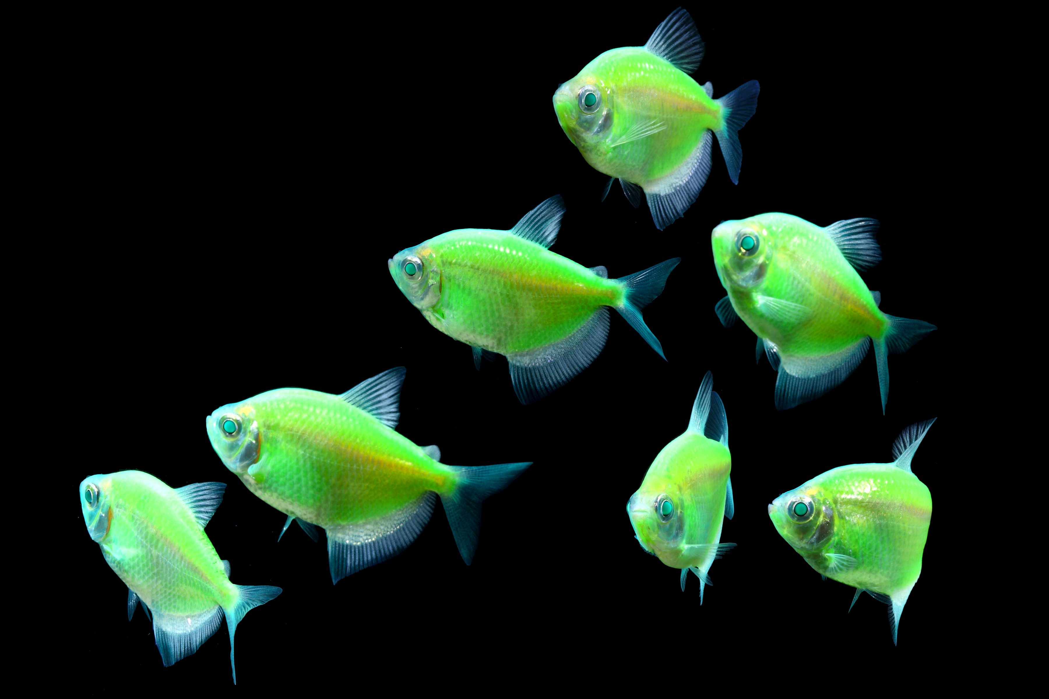 tetra, Fish, Tropical Wallpapers HD / Desktop and Mobile Backgrounds