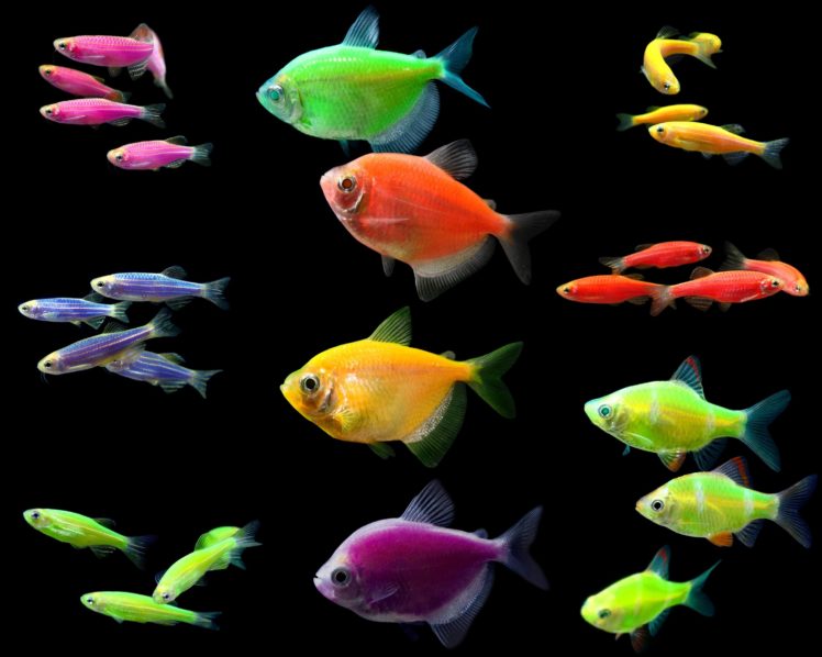 tetra, Fish, Tropical HD Wallpaper Desktop Background
