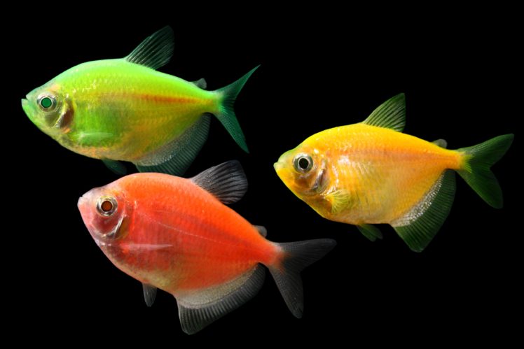 tetra, Fish, Tropical HD Wallpaper Desktop Background