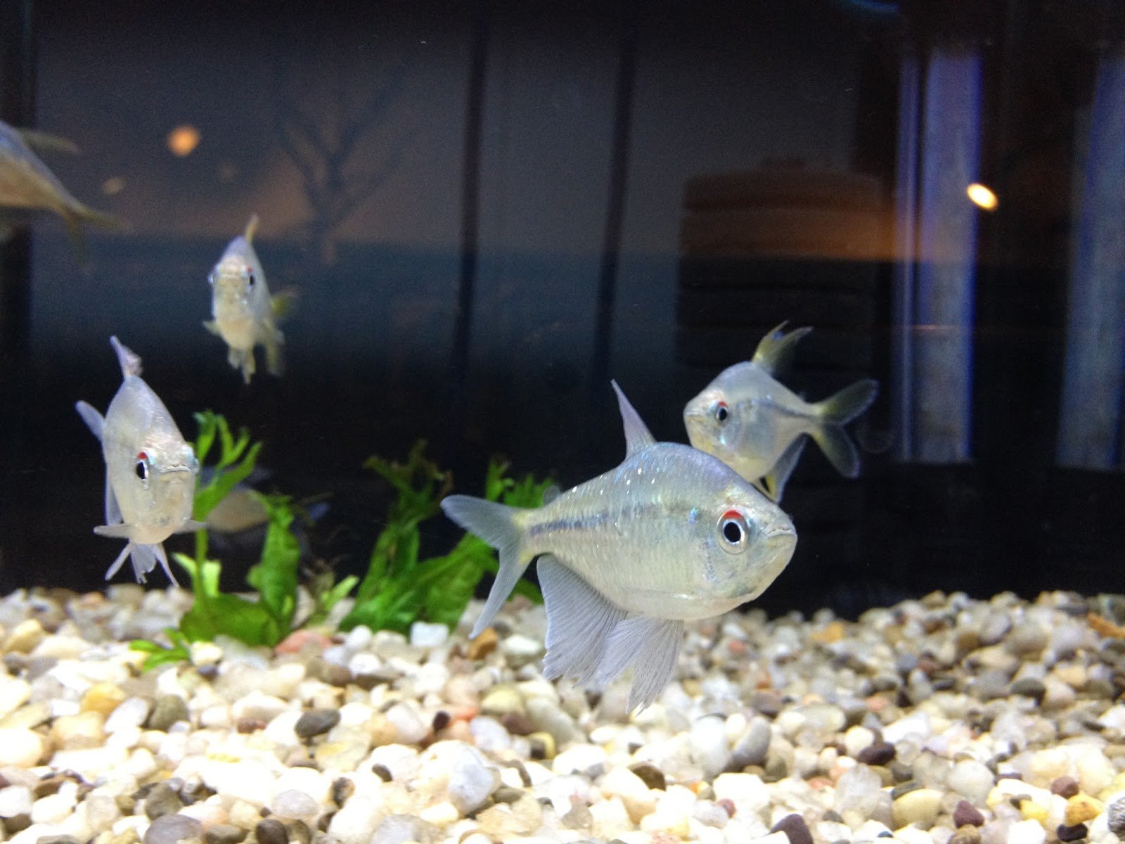 tetra, Fish, Tropical Wallpaper