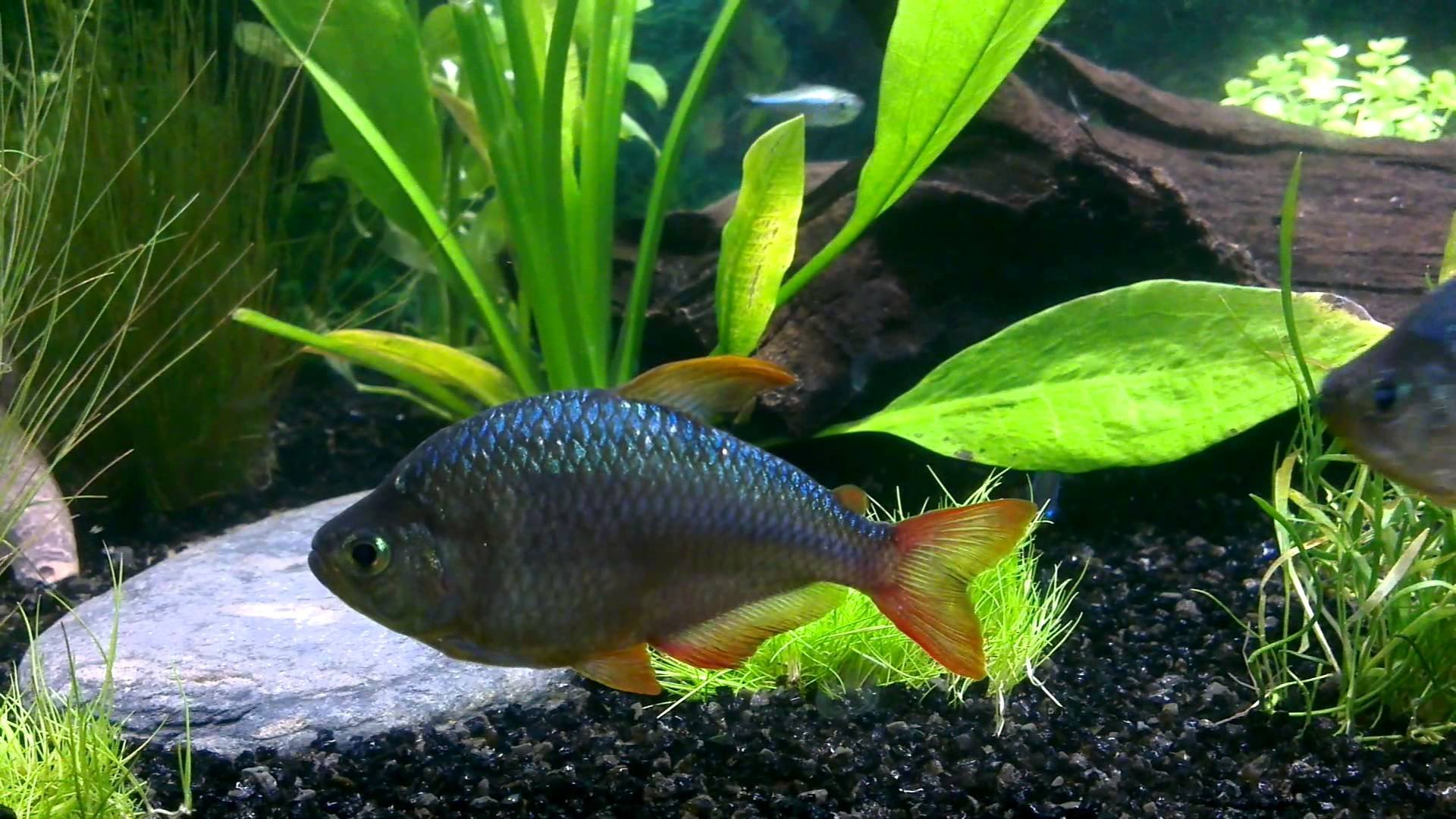 tetra, Fish, Tropical Wallpaper