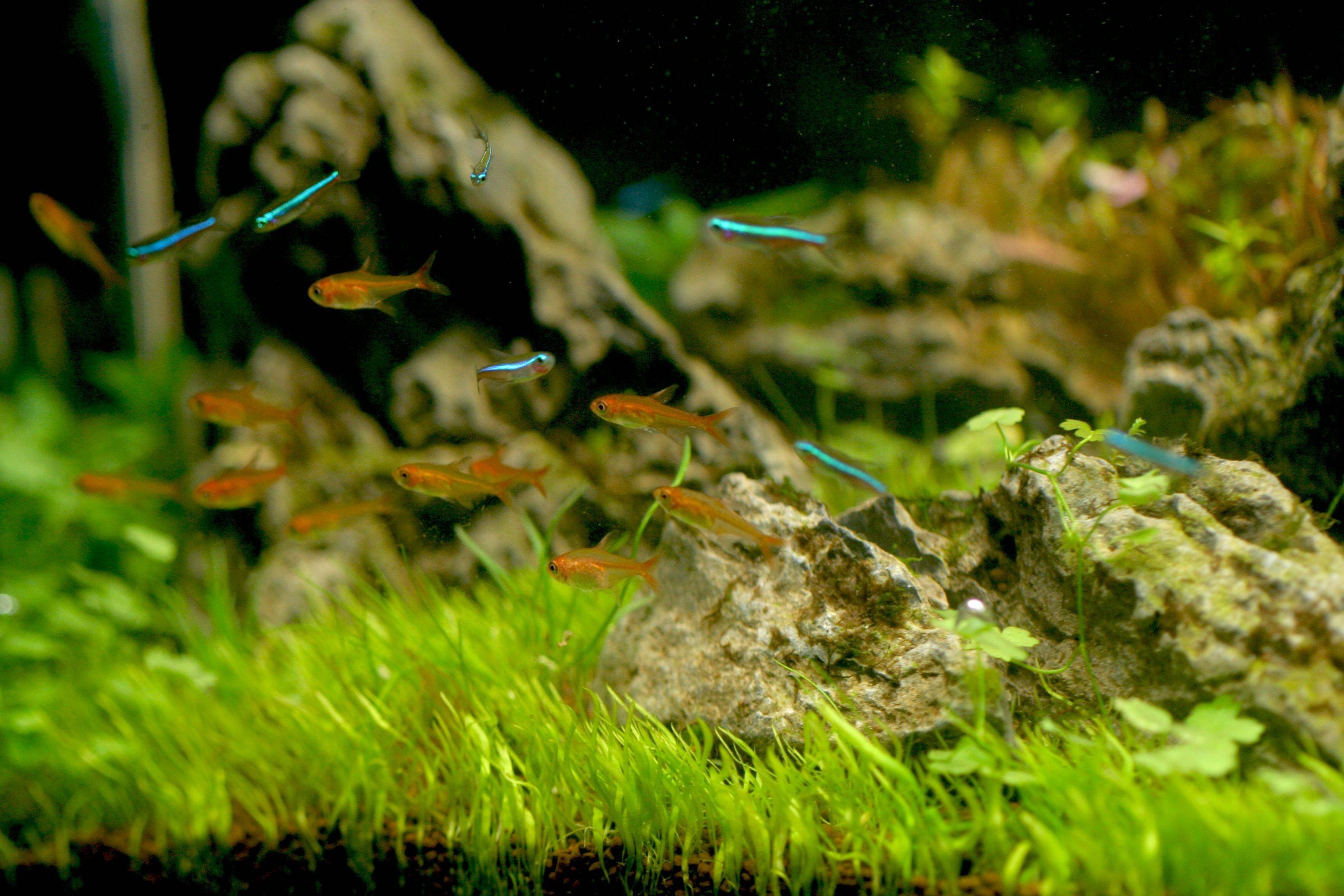 tetra, Fish, Tropical Wallpaper