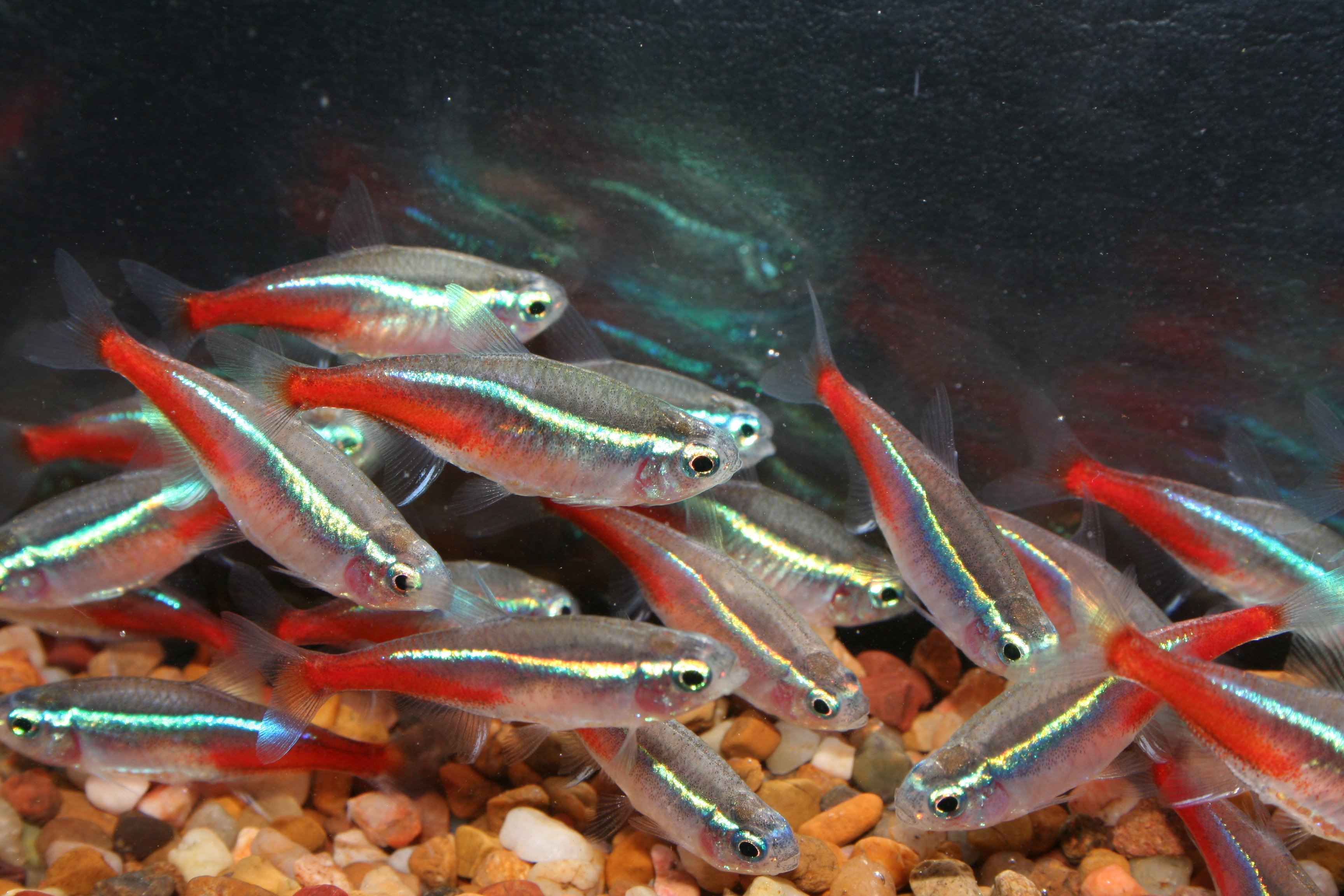Рыбки неончики фото аквариумные рыбки