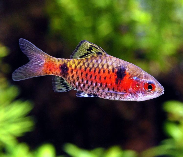 barb, Tropical, Fish HD Wallpaper Desktop Background