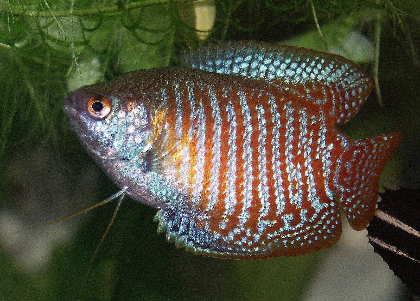 gourami, Tropical, Fish Wallpaper