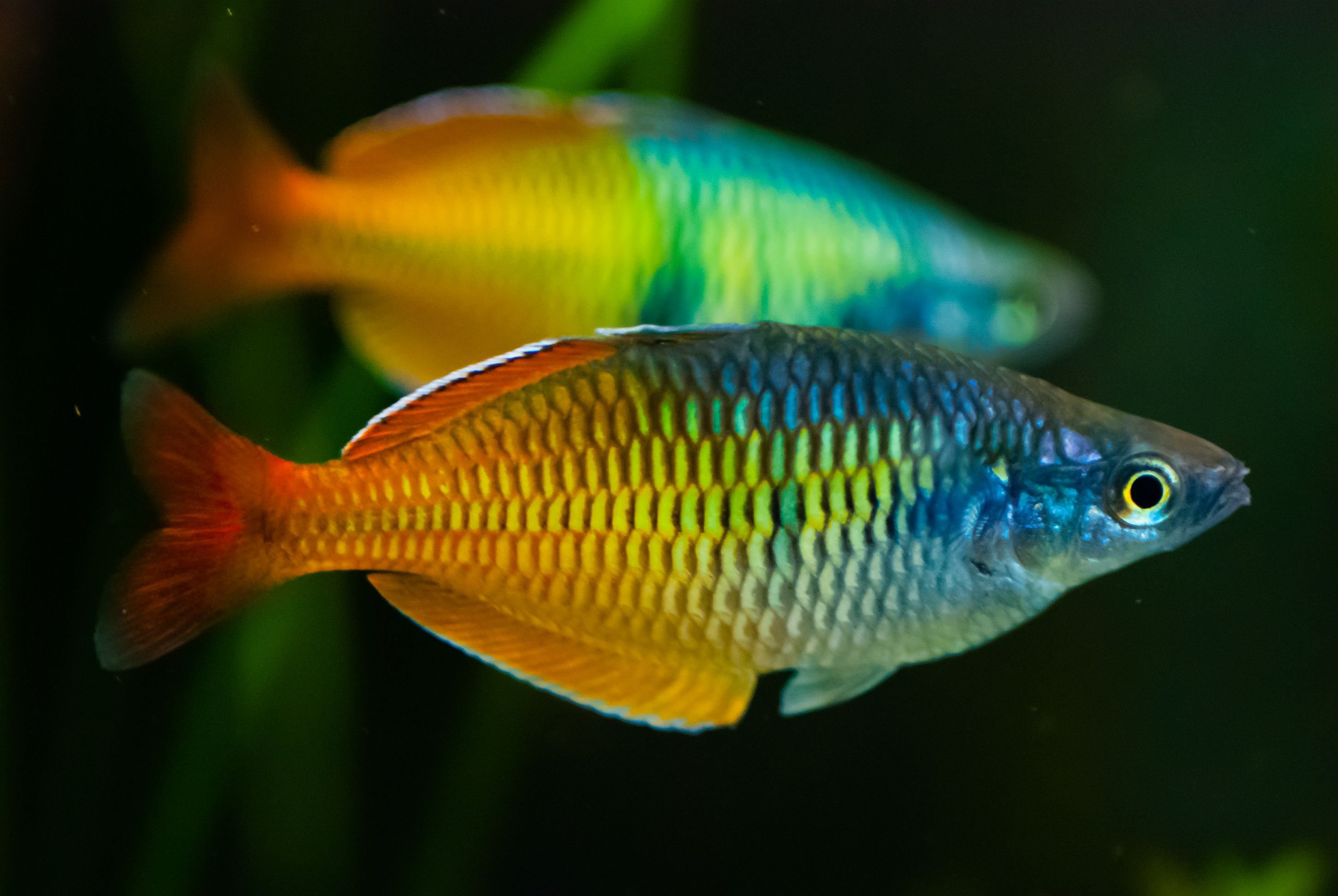 rainbowfish, Tropical, Fish Wallpaper