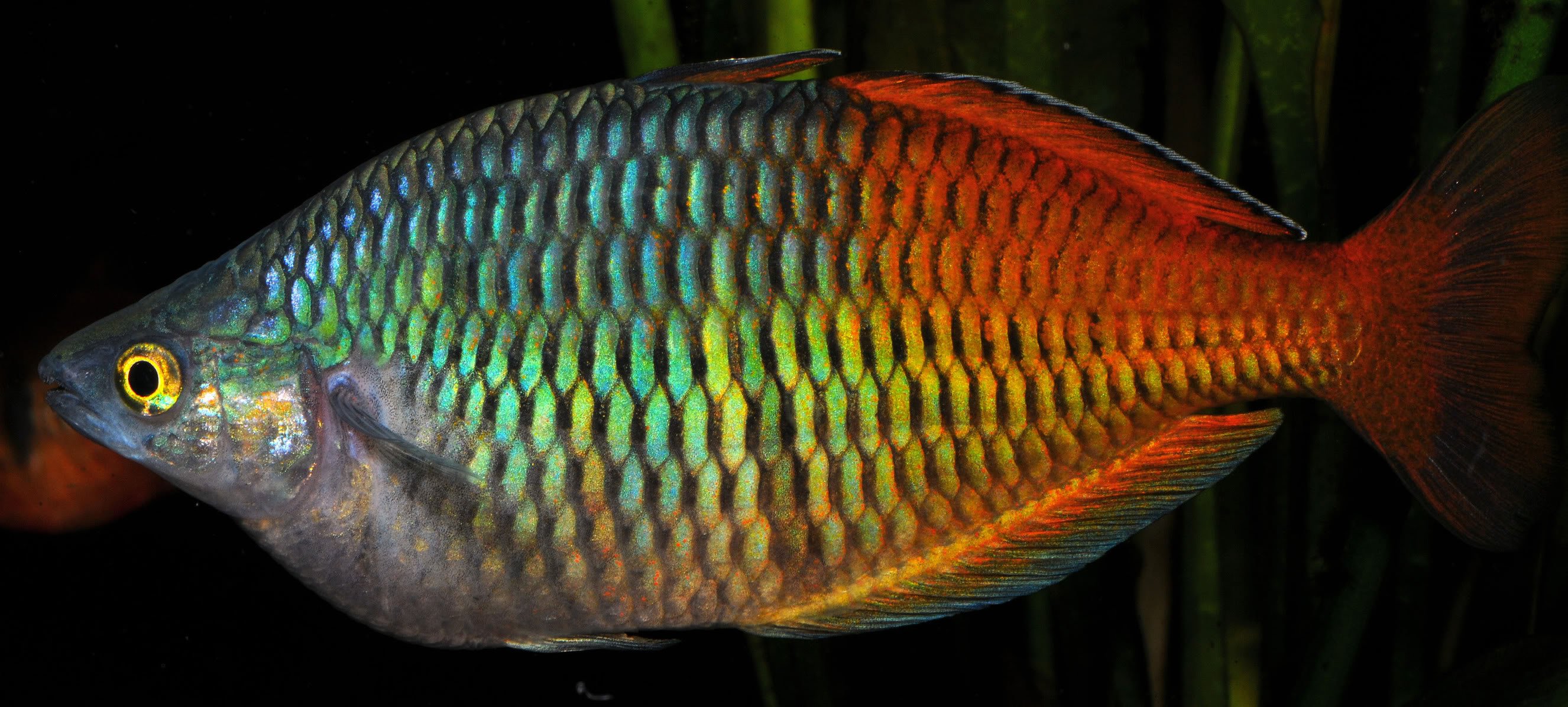 rainbowfish, Tropical, Fish Wallpapers HD / Desktop and Mobile Backgrounds