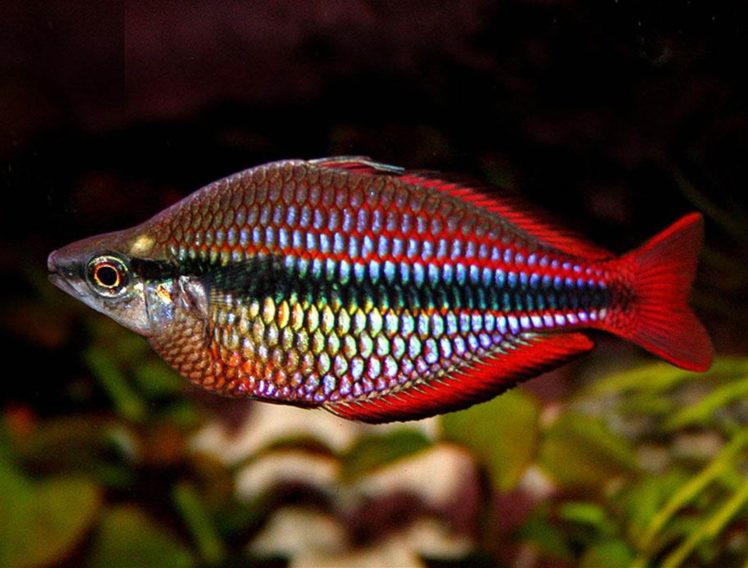 rainbowfish, Tropical, Fish HD Wallpaper Desktop Background