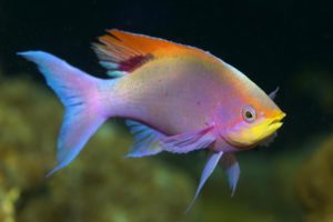 rainbowfish, Tropical, Fish