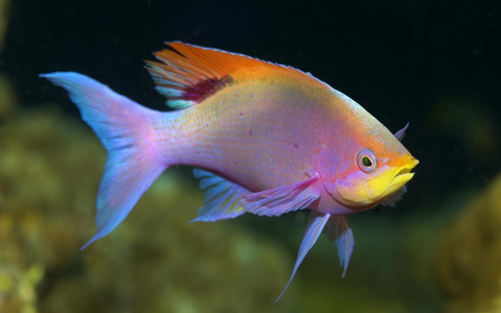 rainbowfish, Tropical, Fish Wallpaper