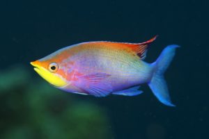 rainbowfish, Tropical, Fish